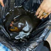 Wam Bagheera Studio: Sexy Patty Faces Slime Pit for First Time + Totally Trashed