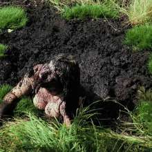 QS4Ever: Tiny Soya in Emerald Grass Bog