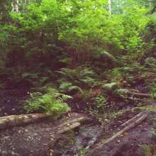 Muddy1999: Mud Fun in Port Orchard, WA