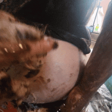 BBs Slop Shack: Updates