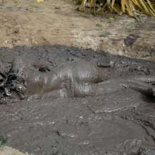 Owen: Aiza Muddy in a Bikini!  Photos