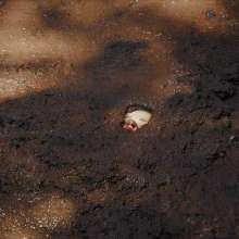 QS4Ever: Angel in Quaking Mud