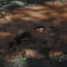 QS4Ever: Angel in Quaking Mud