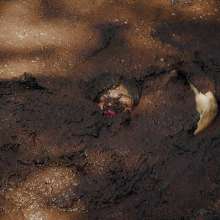 QS4Ever: Angel in Quaking Mud
