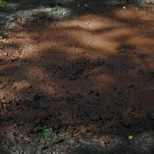 QS4Ever: Angel in Quaking Mud