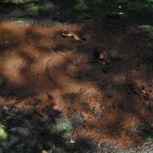 QS4Ever: Angel in Quaking Mud