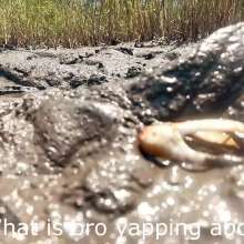 TannerQS: Boiling Tidal Mud Play