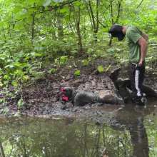 Messy Dogs: Exploring the Sloppy Ditch