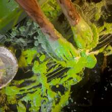 Slime Genesis: Haley Gets Messy for You!