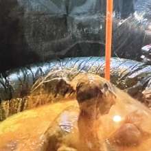 Barefootgunge: 