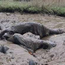 Lola and Lexs Messy Haven: Join Lex for a Tidal Muddy Adventure in Lycra