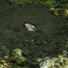 QS4Ever: Lucky Ria in Bottomless Forest Bog