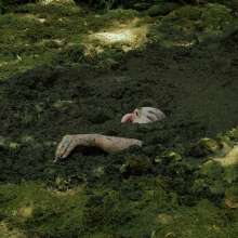 QS4Ever: Lucky Ria in Bottomless Forest Bog