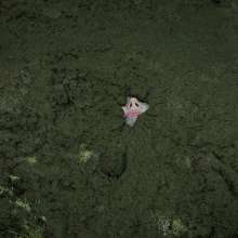 QS4Ever: Lucky Ria in Bottomless Forest Bog