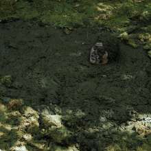 QS4Ever: Lucky Ria in Bottomless Forest Bog