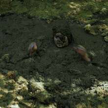 QS4Ever: Lucky Ria in Bottomless Forest Bog