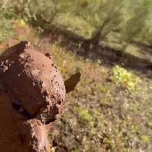 NynoGunge: Puppy Playing in the Bog