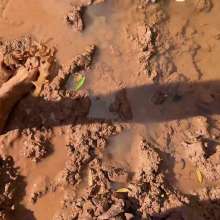 NynoGunge: Puppy Playing in the Bog