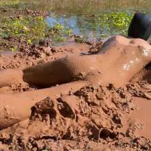 NynoGunge: Puppy Playing in the Bog