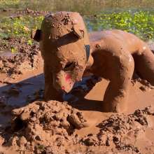 NynoGunge: Puppy Playing in the Bog