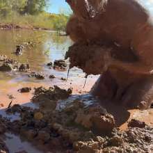 NynoGunge: Puppy Playing in the Bog