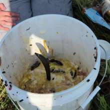 Slimed Models: Temptress Pays Off Scarlett's Challenge