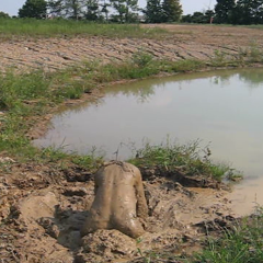 RyuuWammer: New Video: Getting Horny in the mud