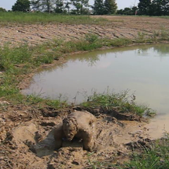 RyuuWammer: New Video: Getting Horny in the mud