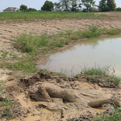 RyuuWammer: Video: Another Visit to the Mud Pond - Even more XXX