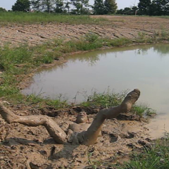 RyuuWammer: New Video: Getting Horny in the mud