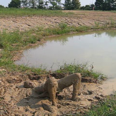 RyuuWammer: New Video: Getting Horny in the mud