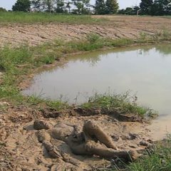 RyuuWammer: New Video: Getting Horny in the mud