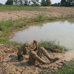 RyuuWammer: New Video: Getting Horny in the mud