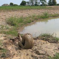 RyuuWammer: Video: Another Visit to the Mud Pond - Even more XXX