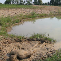 RyuuWammer: New Video: Getting Horny in the mud
