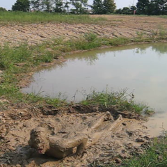 RyuuWammer: New Video: Getting Horny in the mud