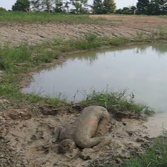 RyuuWammer: New Video: Getting Horny in the mud