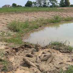 RyuuWammer: Video: Another Visit to the Mud Pond - Even more XXX