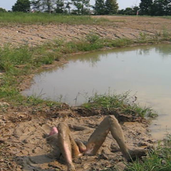 RyuuWammer: New Video: Getting Horny in the mud