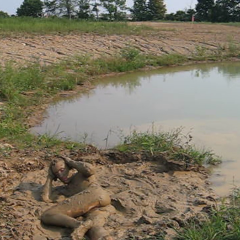 RyuuWammer: New Video: Getting Horny in the mud