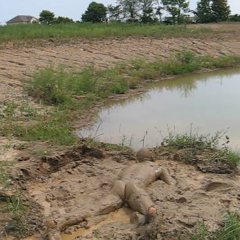 RyuuWammer: Video: Another Visit to the Mud Pond - Even more XXX