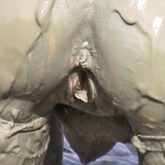FOXY: video mud Aurore available