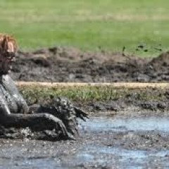 tim1: Mud Volleyball