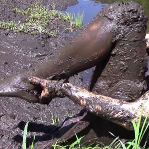 DIDVP_Leila: Leila Gets muddy rescuing some stolen jewels