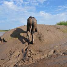 DungeonMasterOne: Download: Blonde Felicity takes to the mudbanks in a Spandex catsuit!