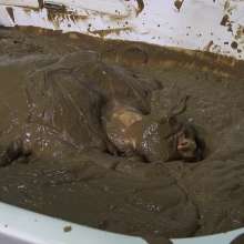 MostWam: Rhian Casual Clothed Mud Bath