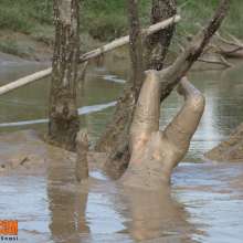 FOXY: pictures of Marion in deep mud