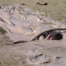 FOXY: white swimsuit in mud
