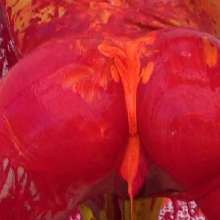 FOXY: Videos painting downloadable