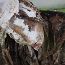 lovingmessy4you: Muddy hair